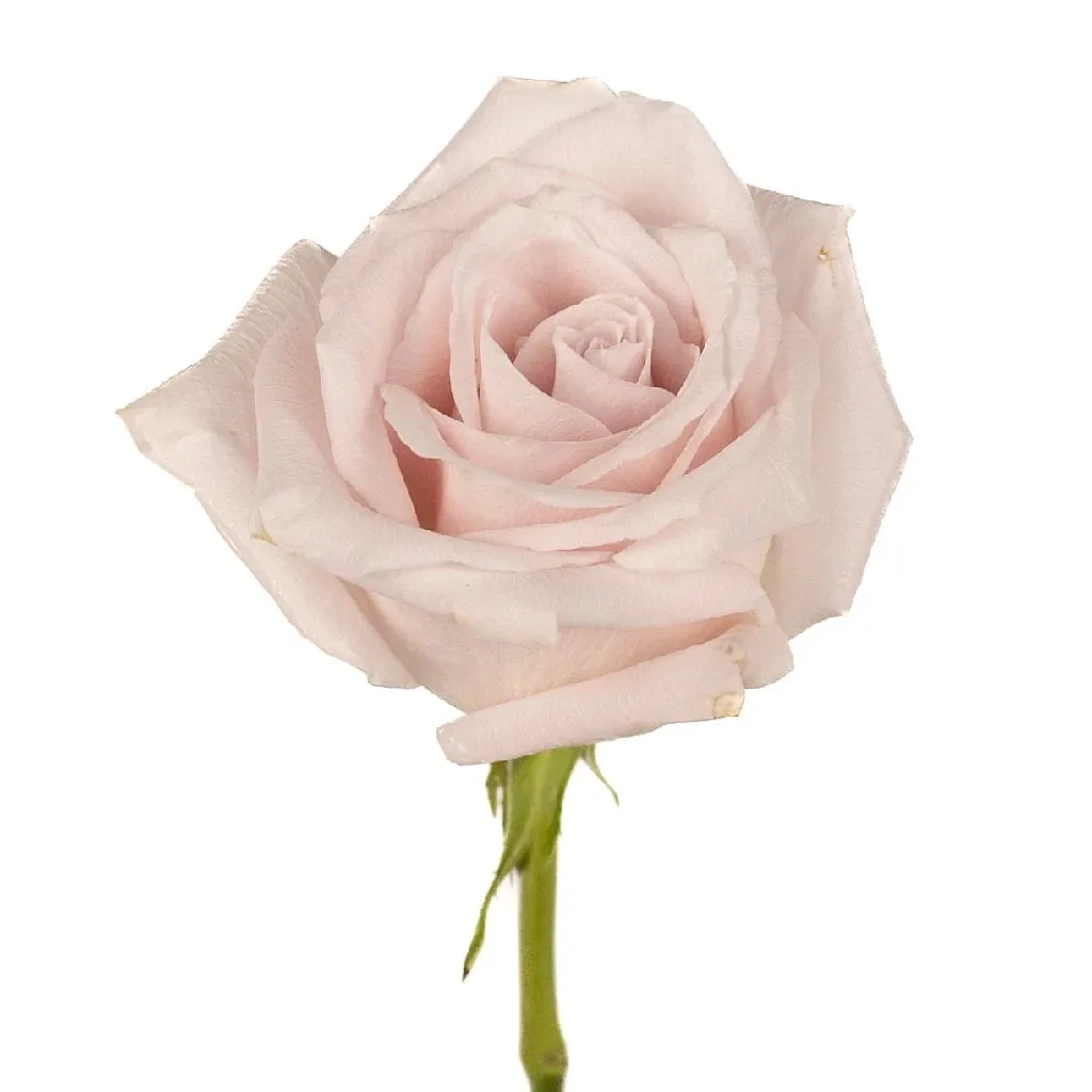 Esther Light Pink Roses